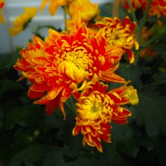 今日のお花