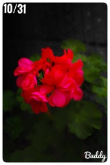 今日のお花