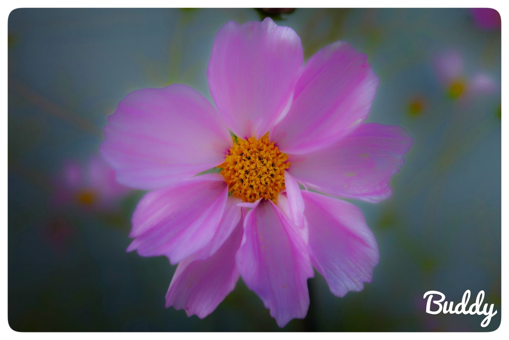 今日のお花
