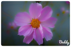 今日のお花
