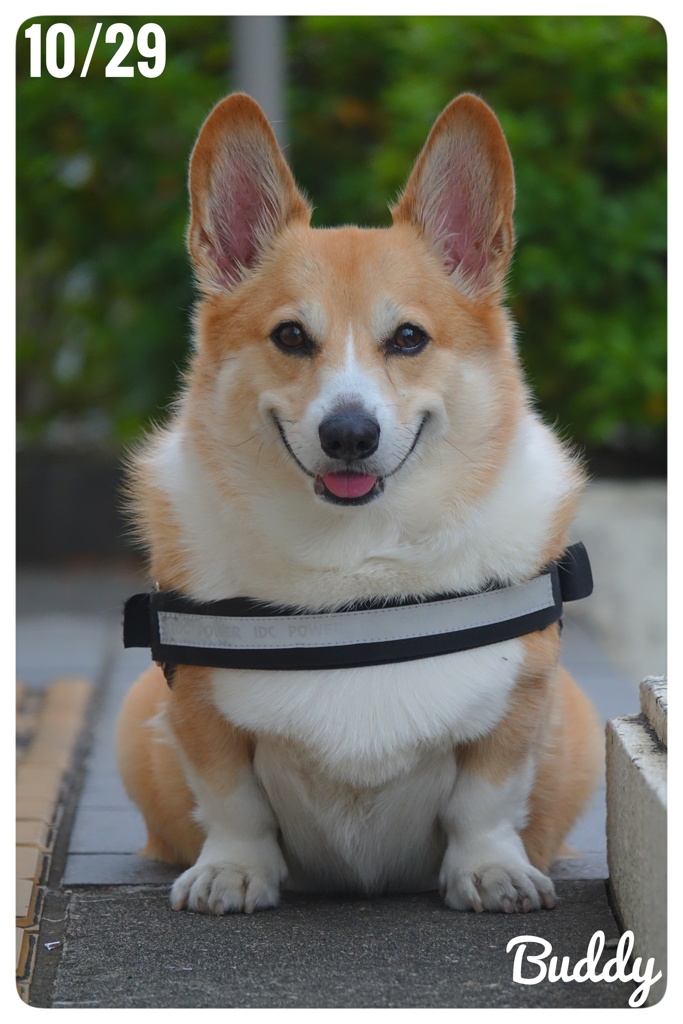 お早うございます。Buddyです。