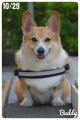 お早うございます。Buddyです。