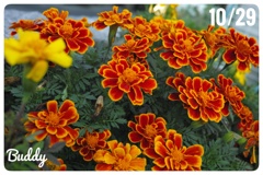今日のお花