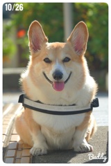 こんにちは、Buddyです。