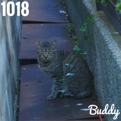 猫さん