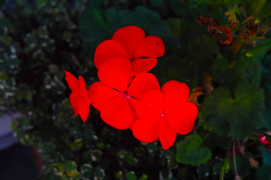 今日のお花④
