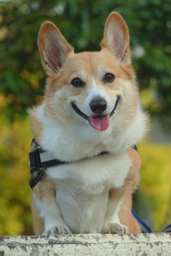 Buddy君です。