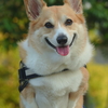 Buddy君です。