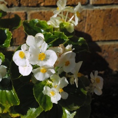 今日のお花①