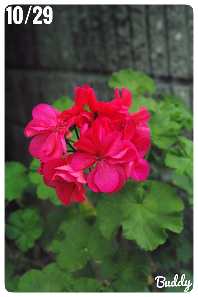 今日のお花