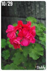 今日のお花