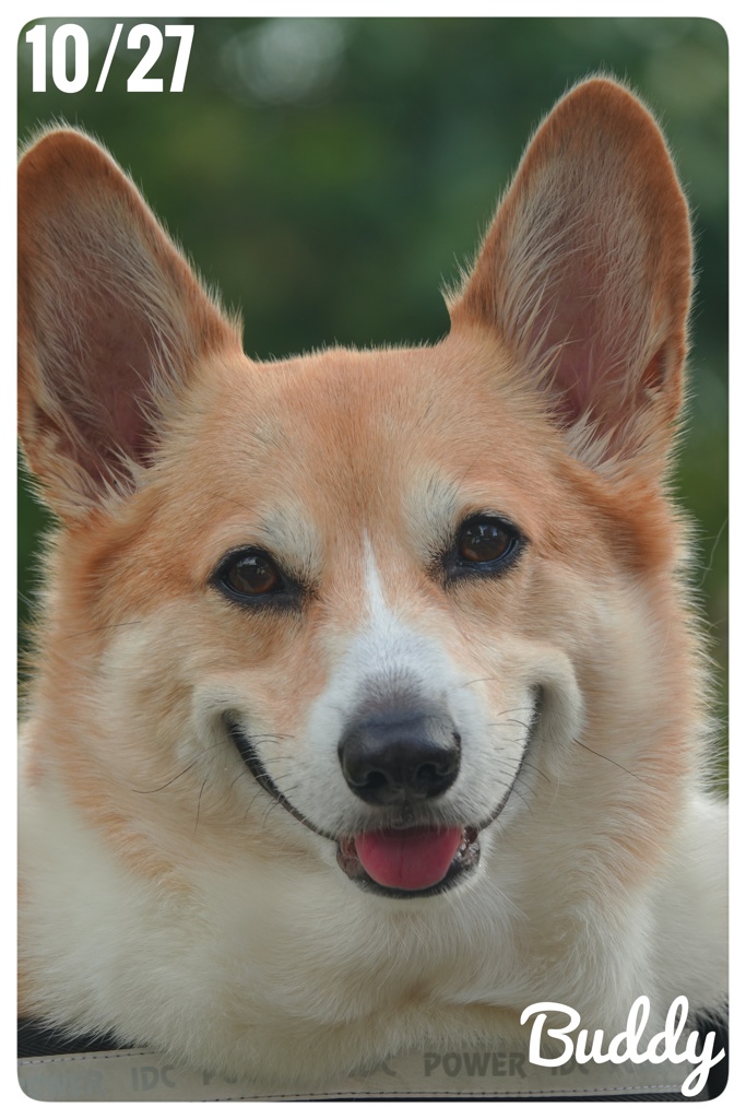 お早うございます。Buddyです。