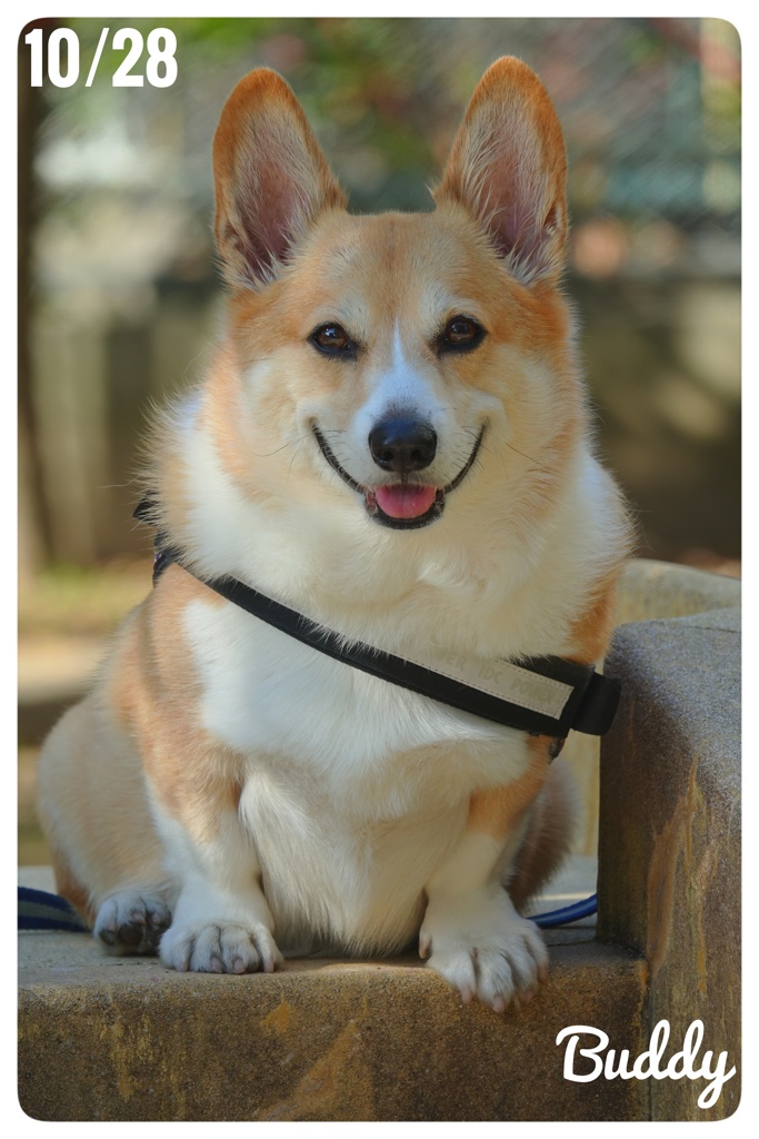 お早うございます。Buddyです。