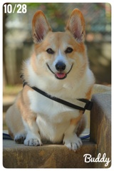 お早うございます。Buddyです。
