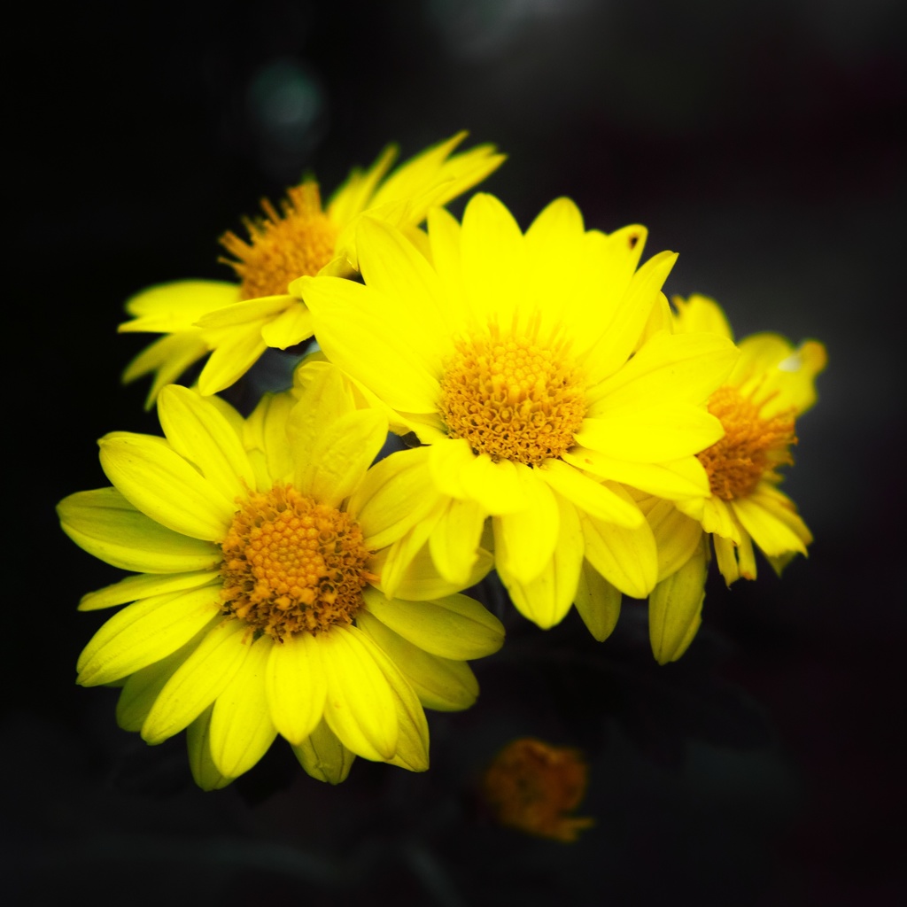 今日のお花①