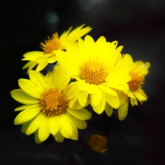 今日のお花①