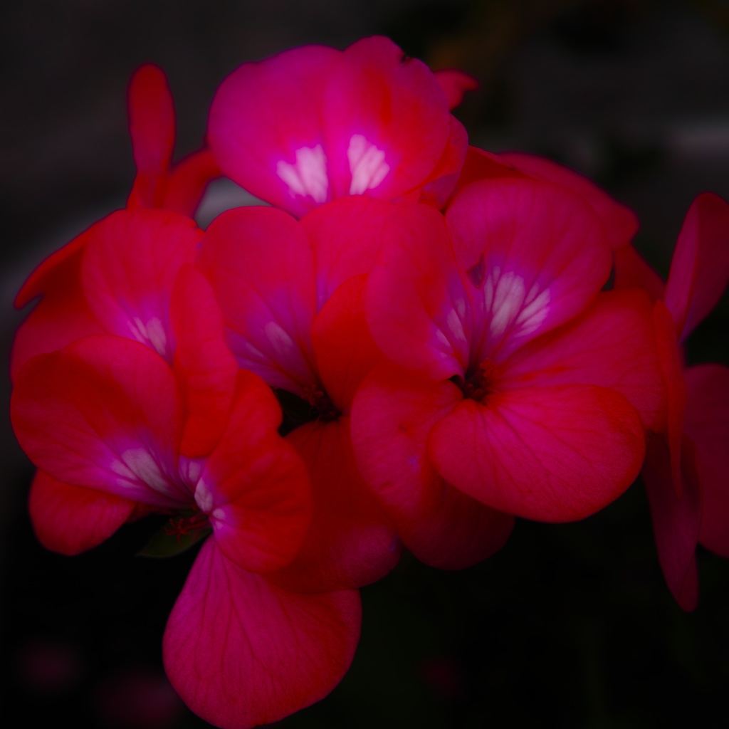 今日のお花