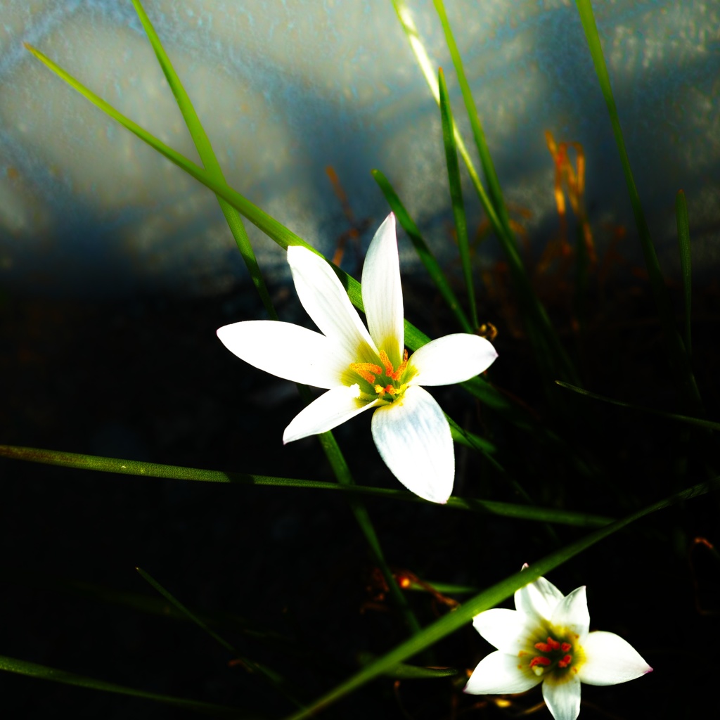 今日のお花