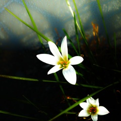 今日のお花