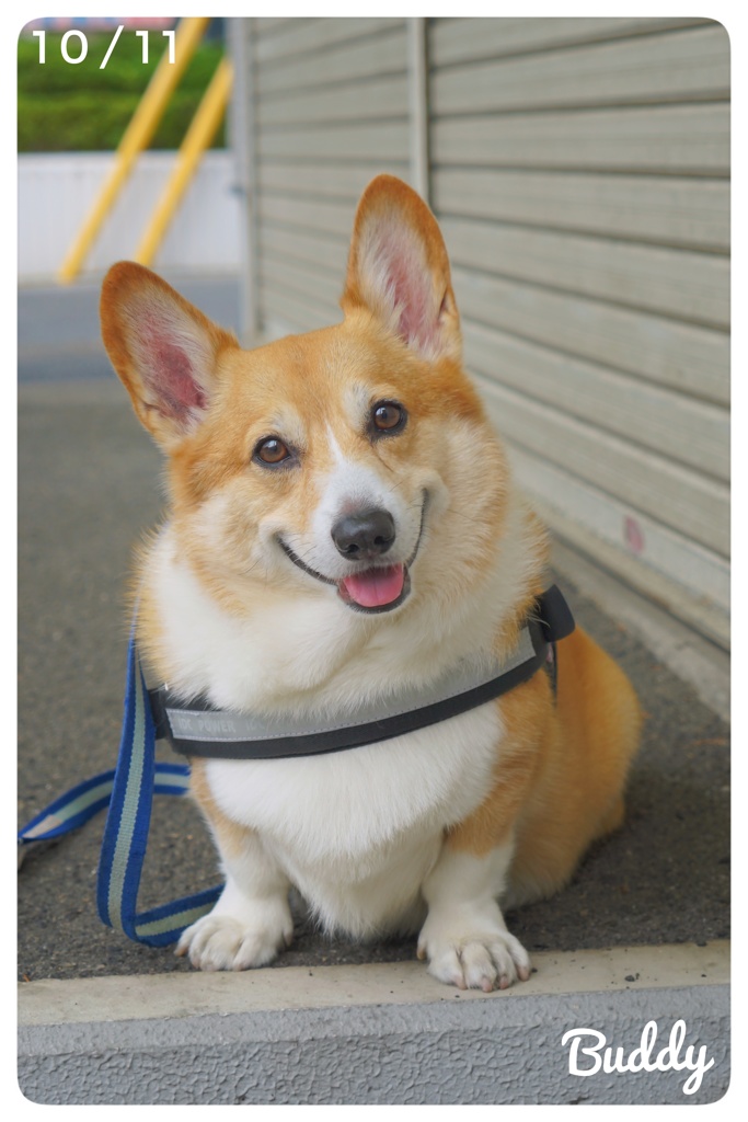 小首傾げのBuddy君