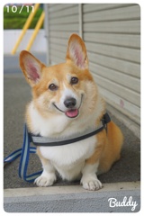 小首傾げのBuddy君
