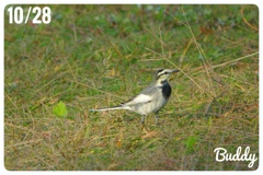 鳥さんが遊ぶ。