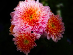 今日のお花④