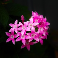 今日のお花③