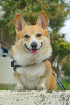 Buddy君です。