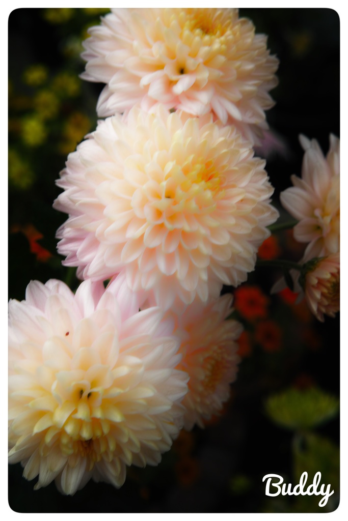 今日のお花①