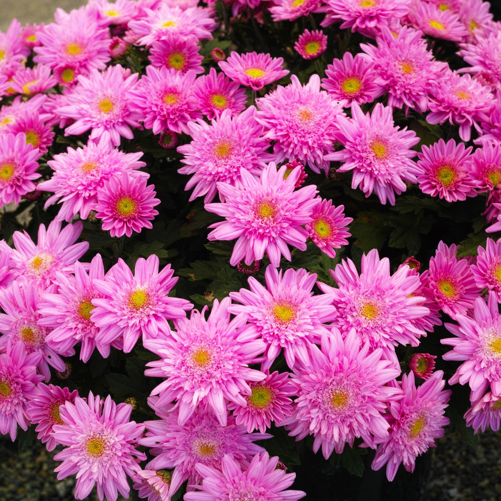 今日のお花