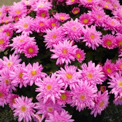 今日のお花
