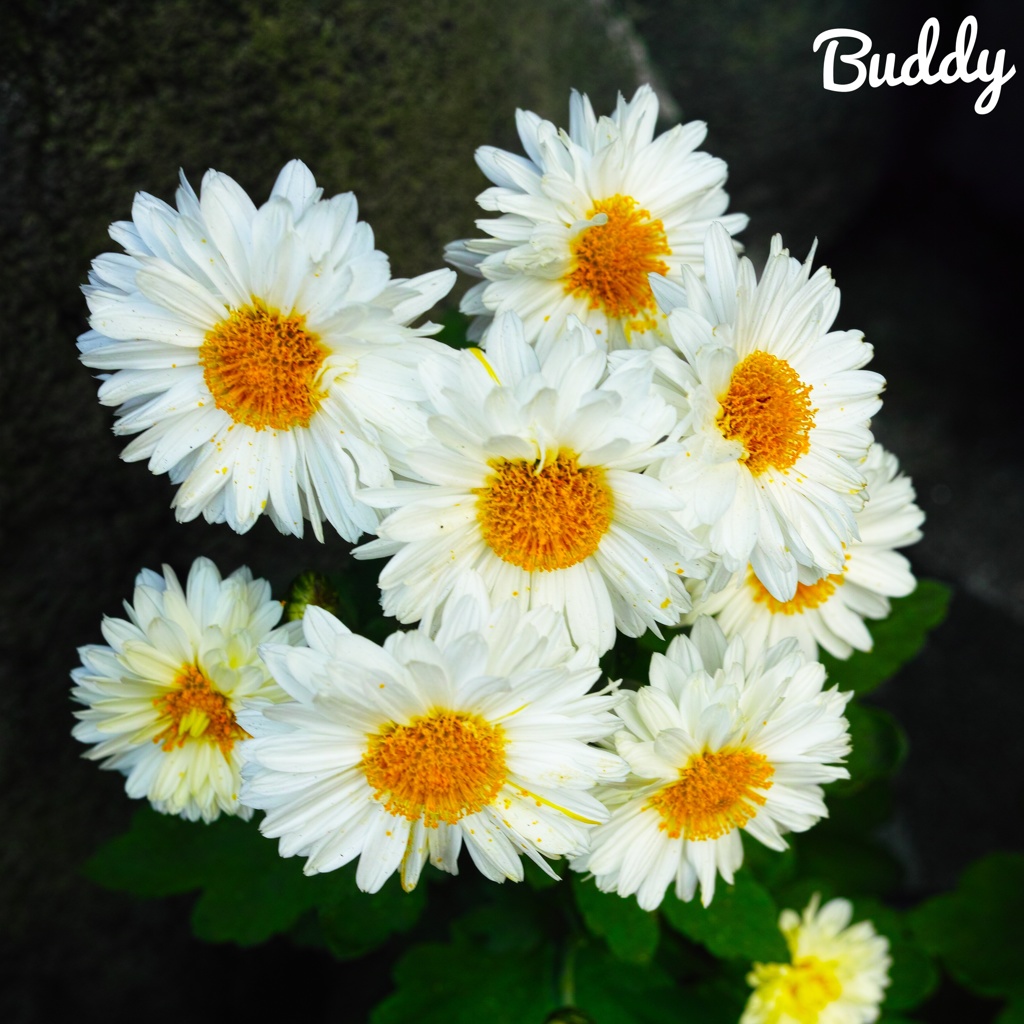 今日のお花③