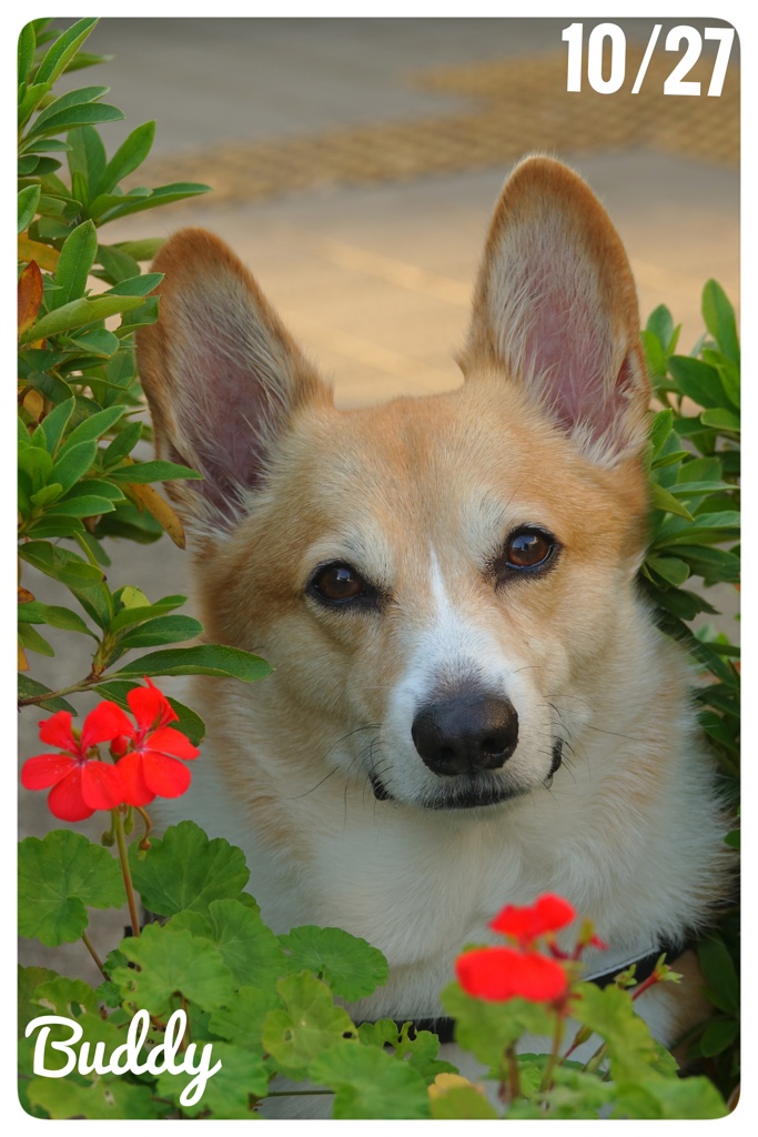 花とBuddy君