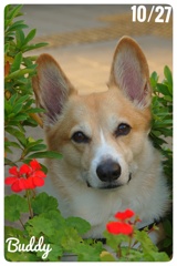 花とBuddy君