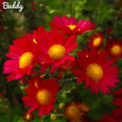 今日のお花①