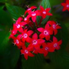 今日のお花②