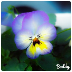 今日のお花