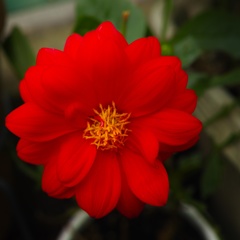 今日のお花