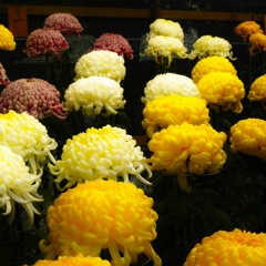 今日のお花