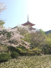 京の春～桜との調和～