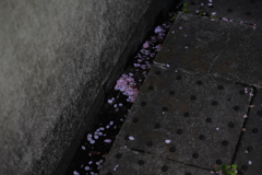 DSC_7371