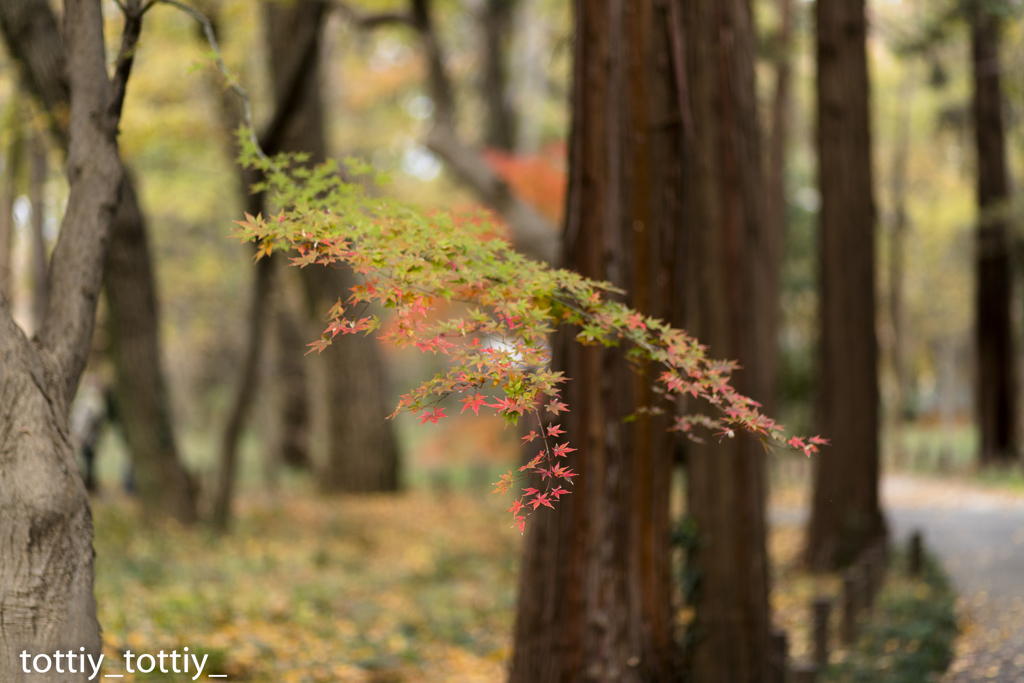 紅葉