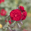 情熱の真っ赤な薔薇