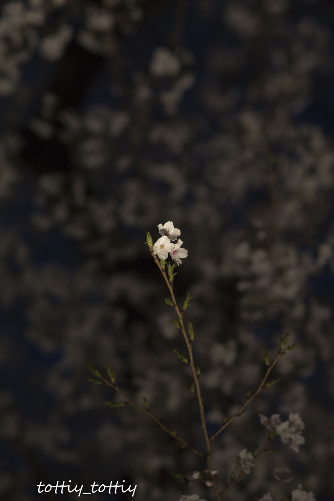 桜の横顔