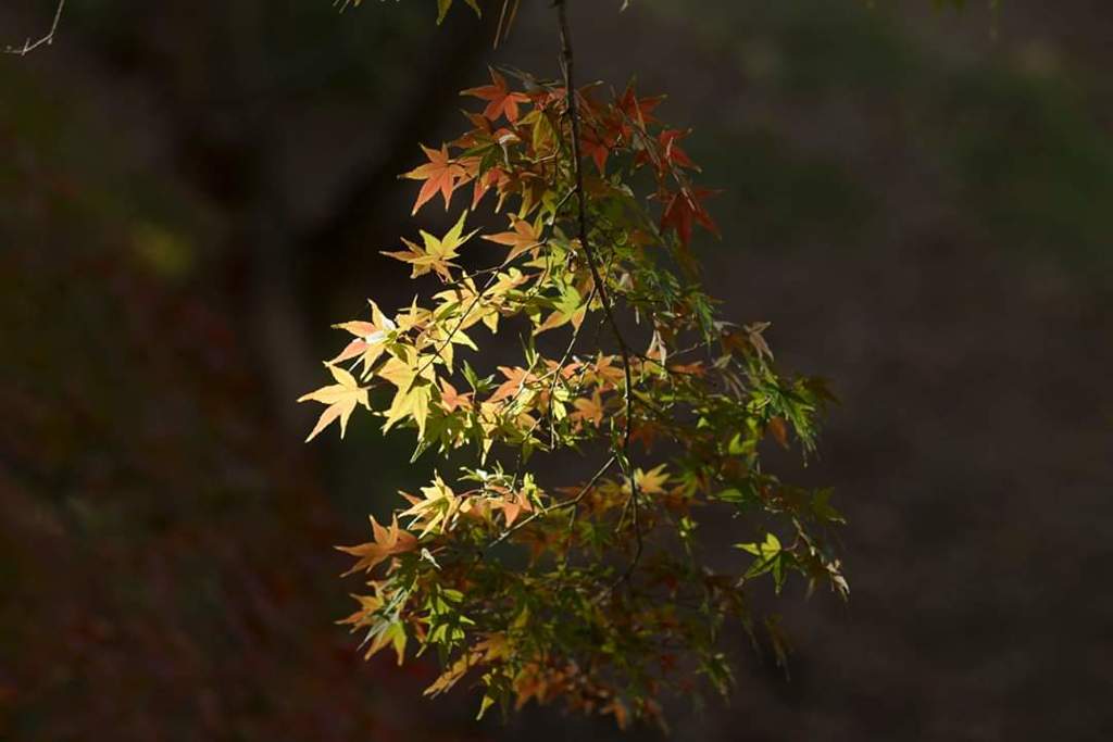 木漏れ日の紅葉