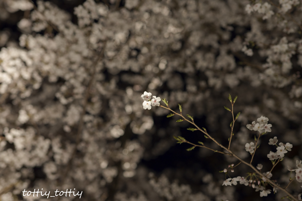 桜の三又