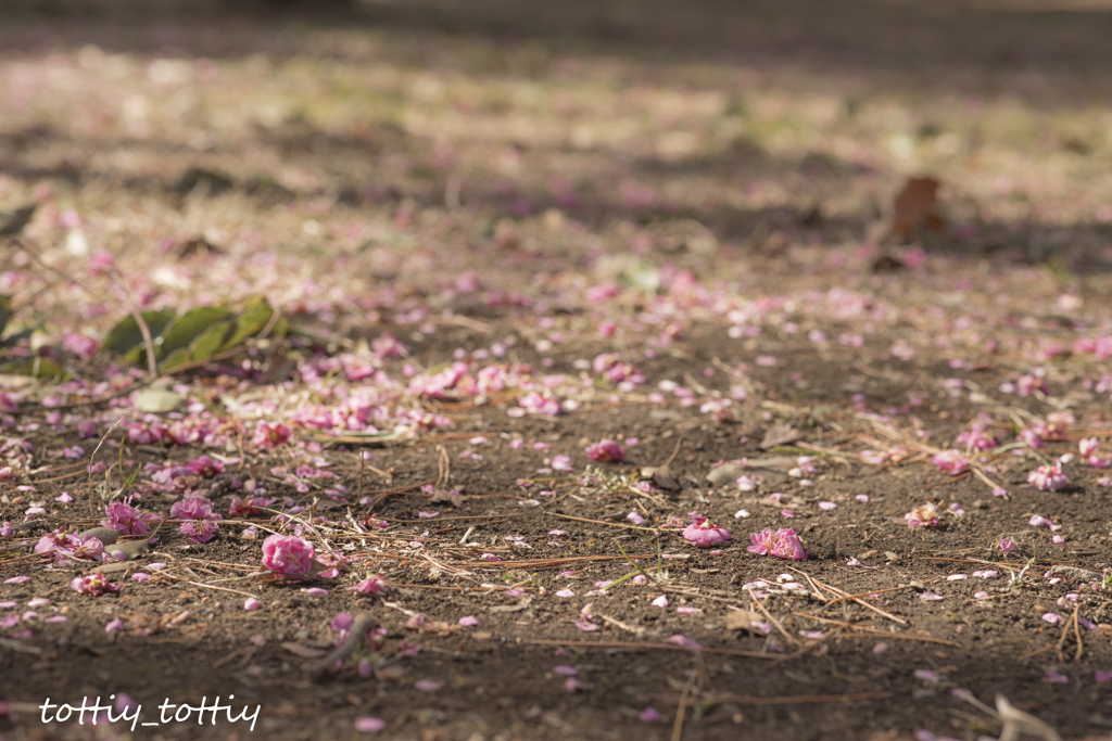 梅の花　散り落ちてとも　美しく