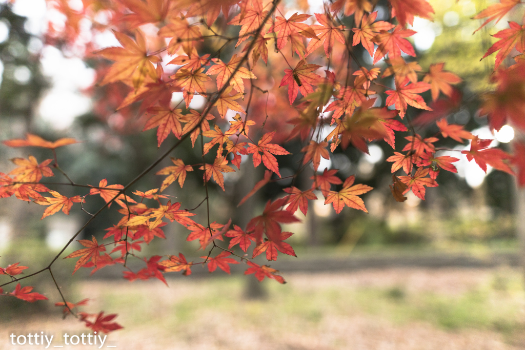 紅葉
