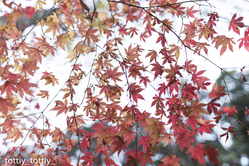 紅葉